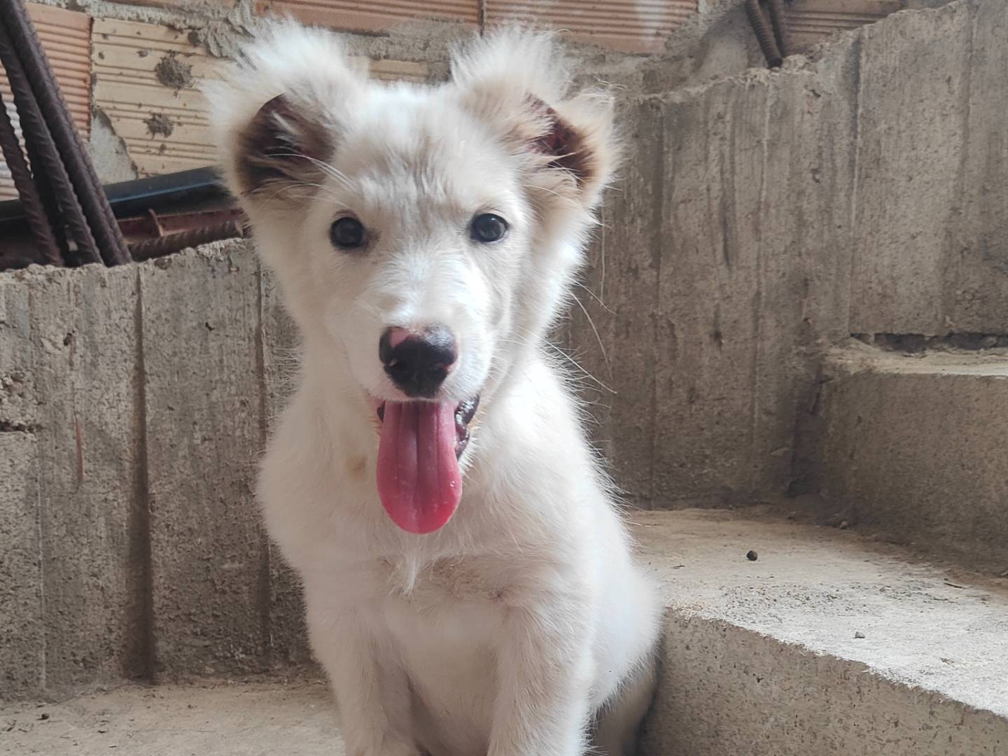 Adotta un cane, maschio, 1 mesi, Vibo