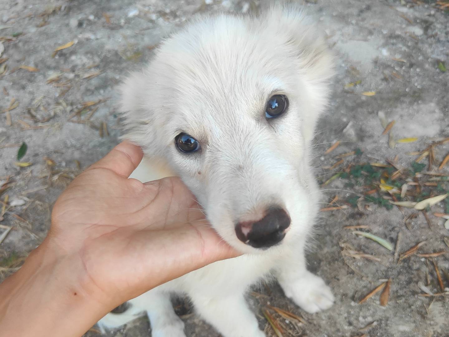 Adotta un cane, taglia grande, maschio, Vibo