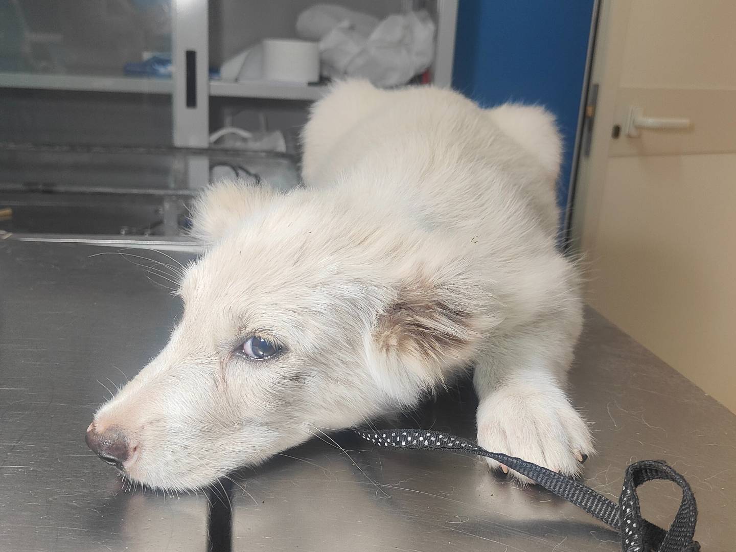 Adotta il cane Fiocco  a Vibo