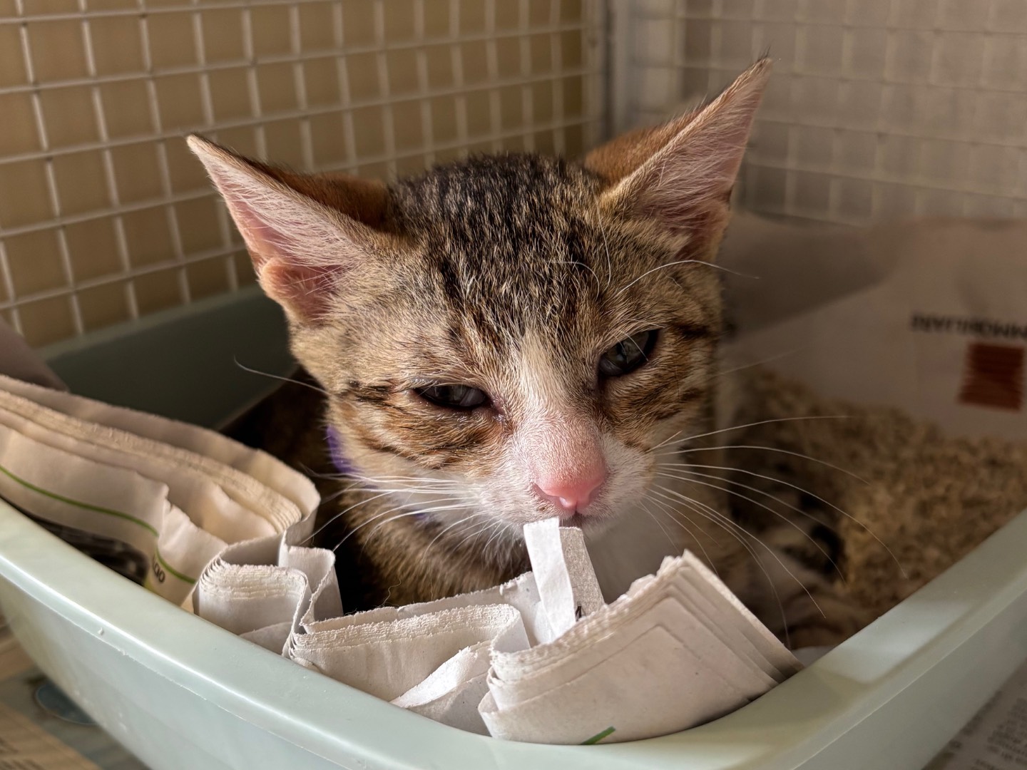 Adozione gatto, maschio, Razza sconosciuta Razza sconosciuta, 3 mesi, taglia non valida, Brescia