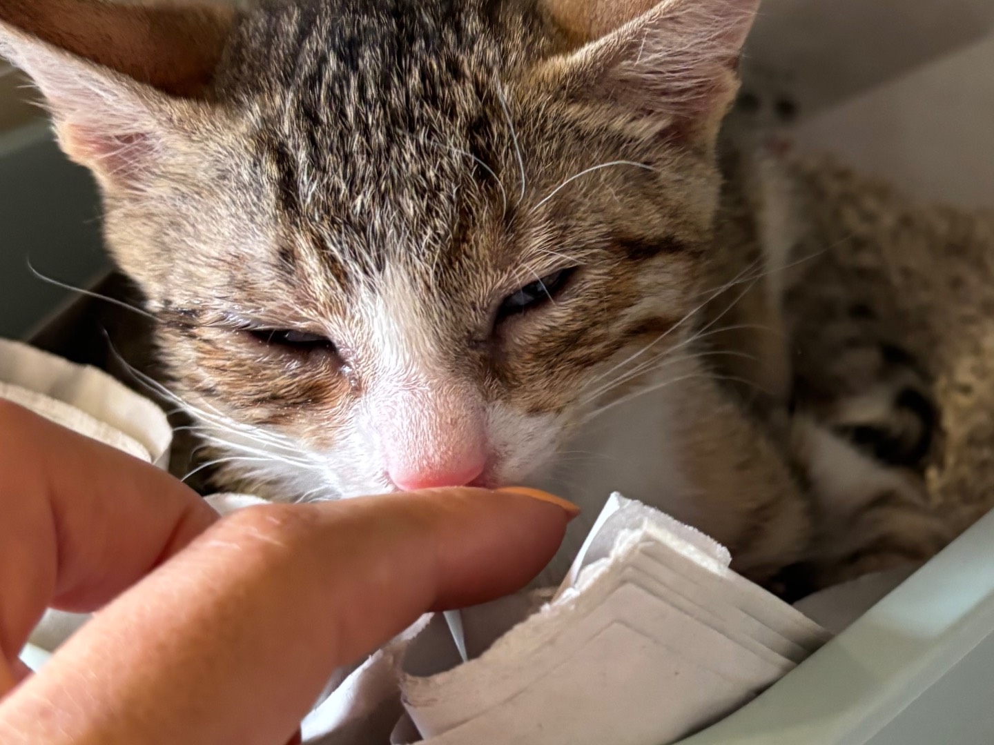 Adotta un gatto, maschio, 3 mesi, Brescia