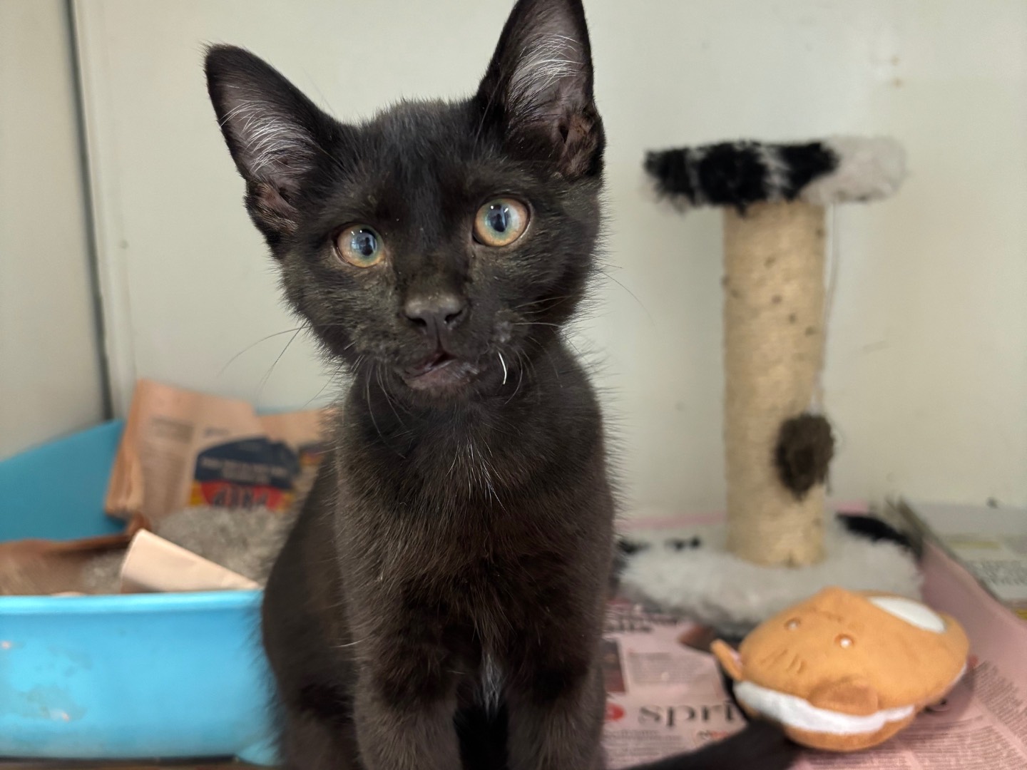 Adozione gatto, maschio, Razza sconosciuta Razza sconosciuta, 3 mesi, taglia non valida, Brescia