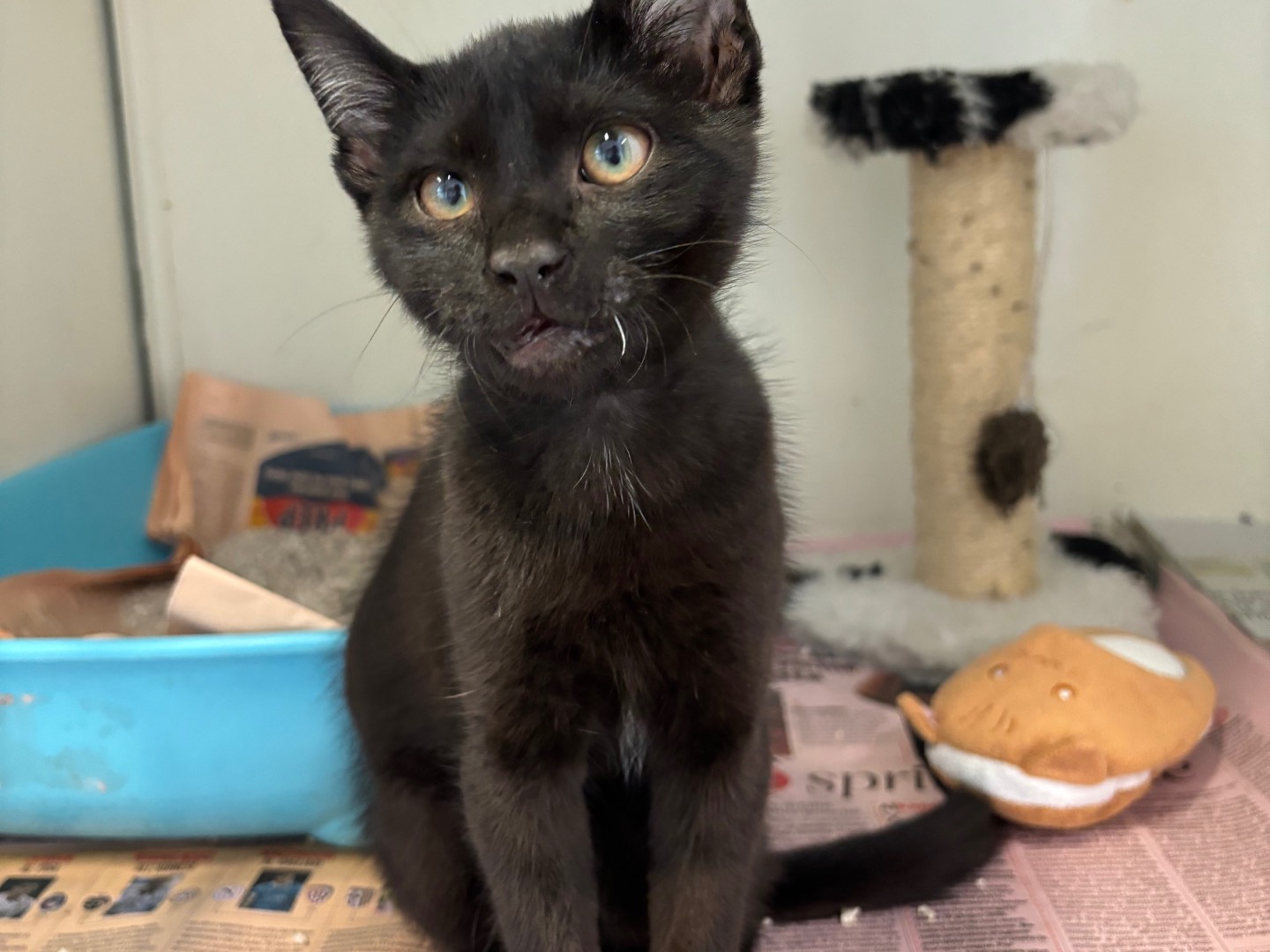 Adotta un gatto, maschio, 3 mesi, Brescia