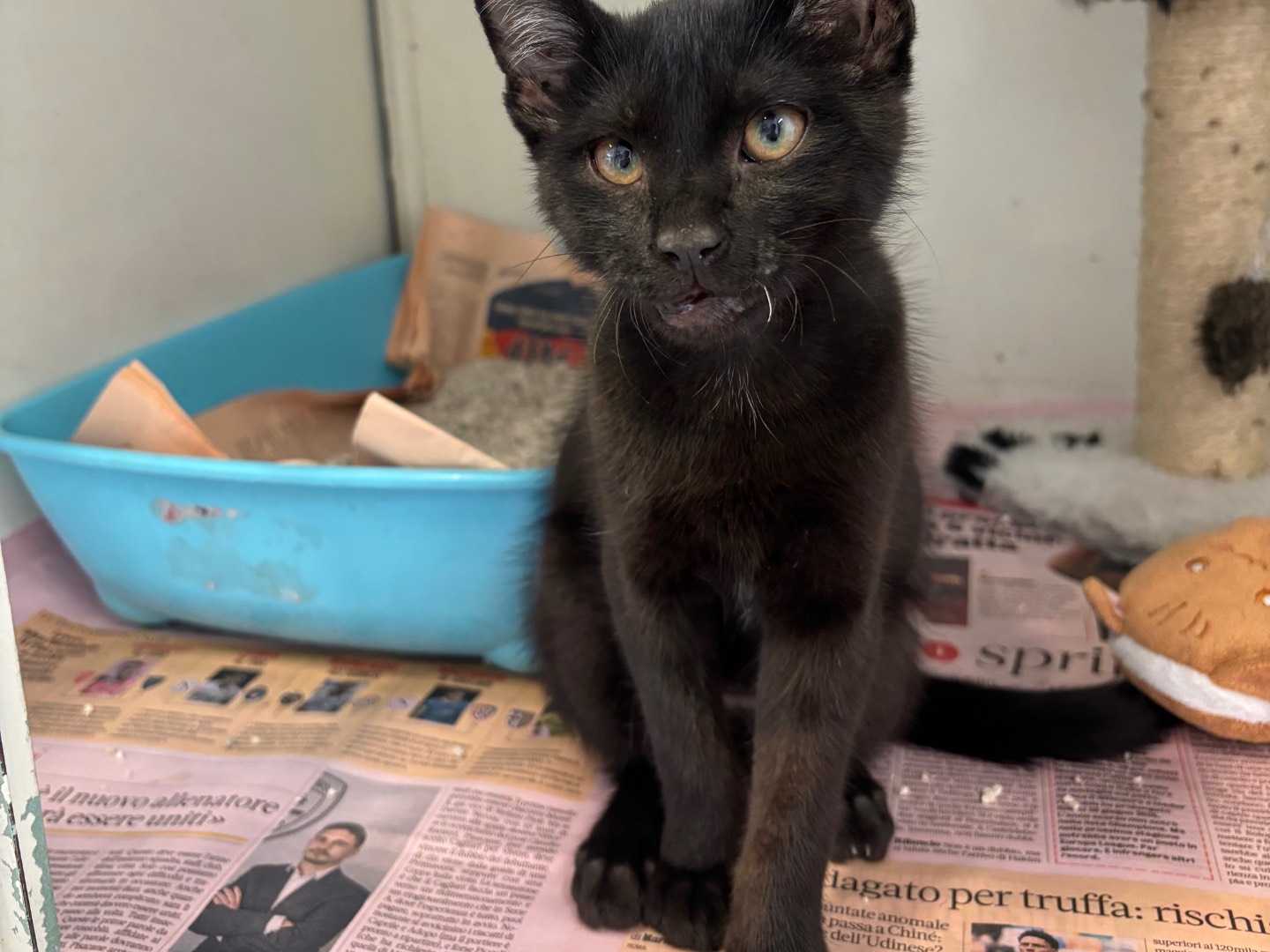 Adotta un gatto, taglia non valida, maschio, Brescia