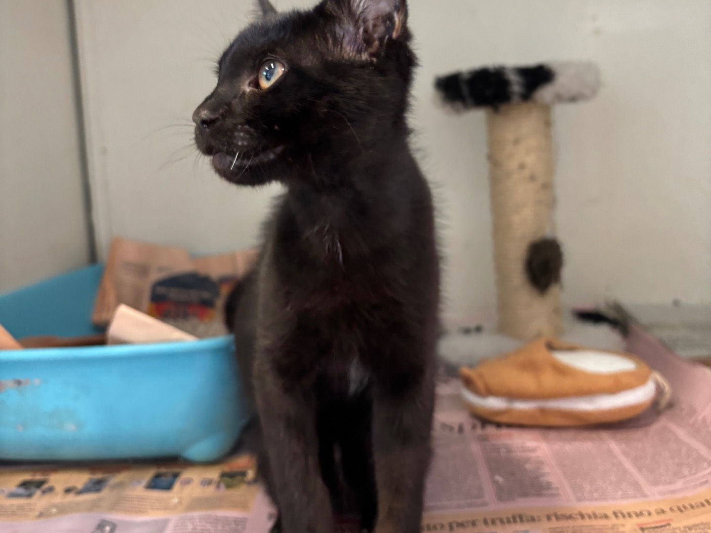 Vuoi adottare un gatto a Brescia?
