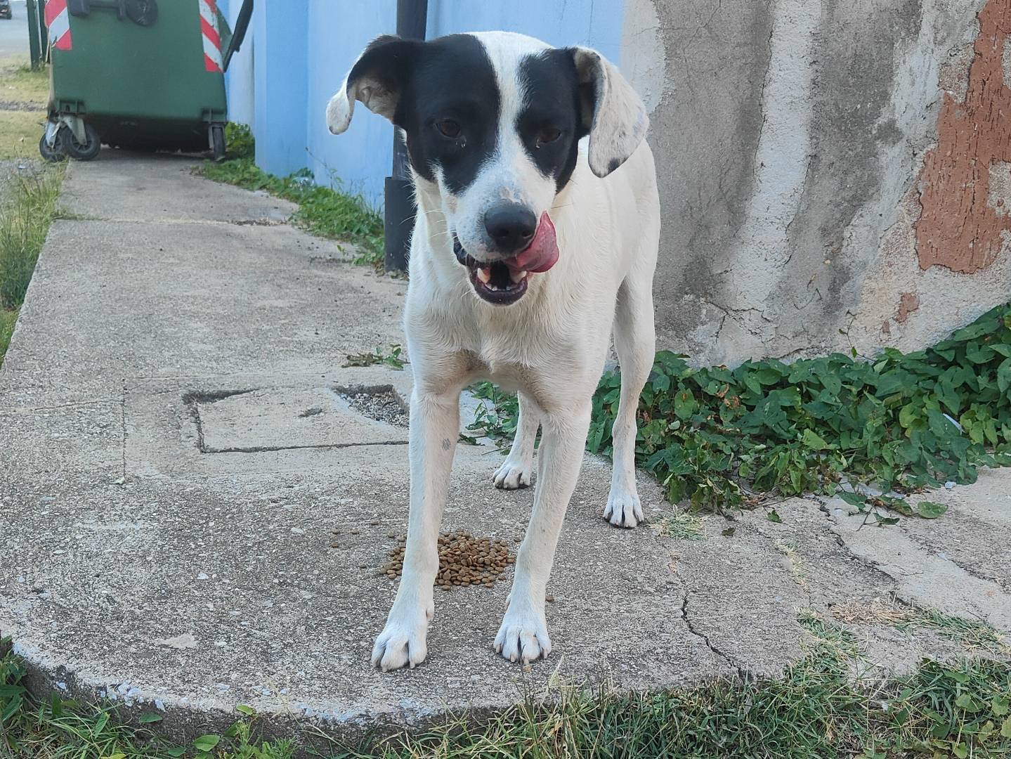 Adozione cane, maschio, Razza sconosciuta Razza sconosciuta, 11 mesi, taglia media contenuta, Vibo