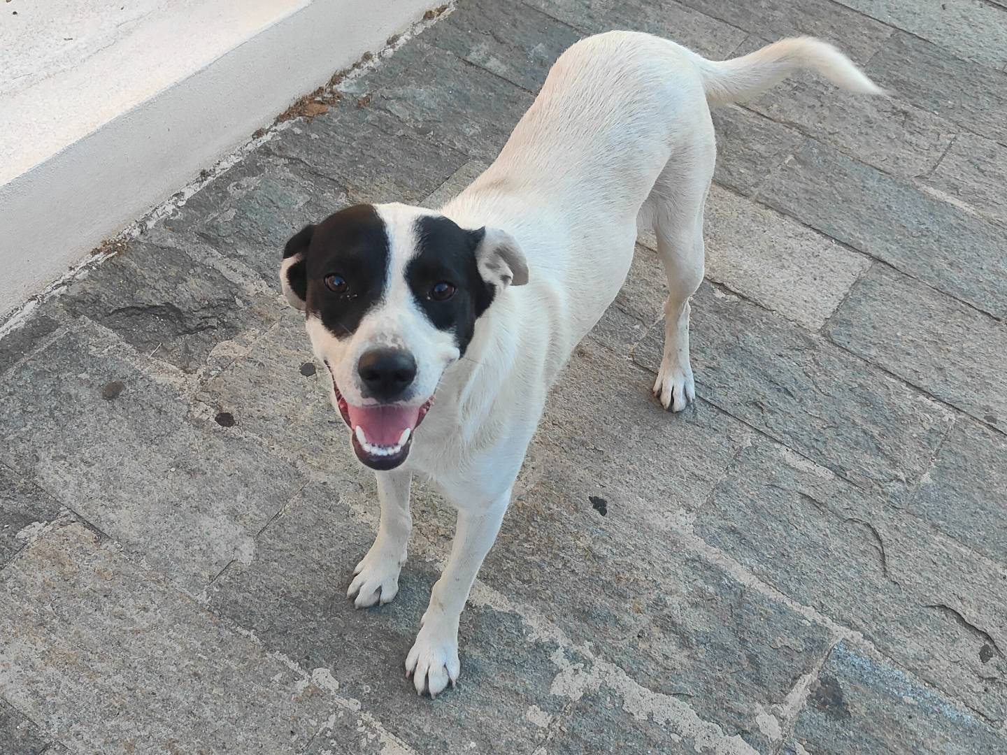 Adotta un cane, maschio, 11 mesi, Vibo