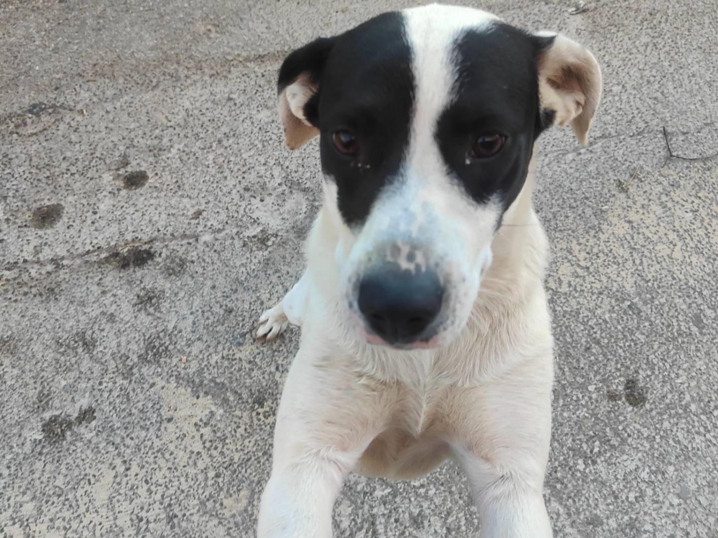 Adotta un cane, taglia media contenuta, maschio, Vibo