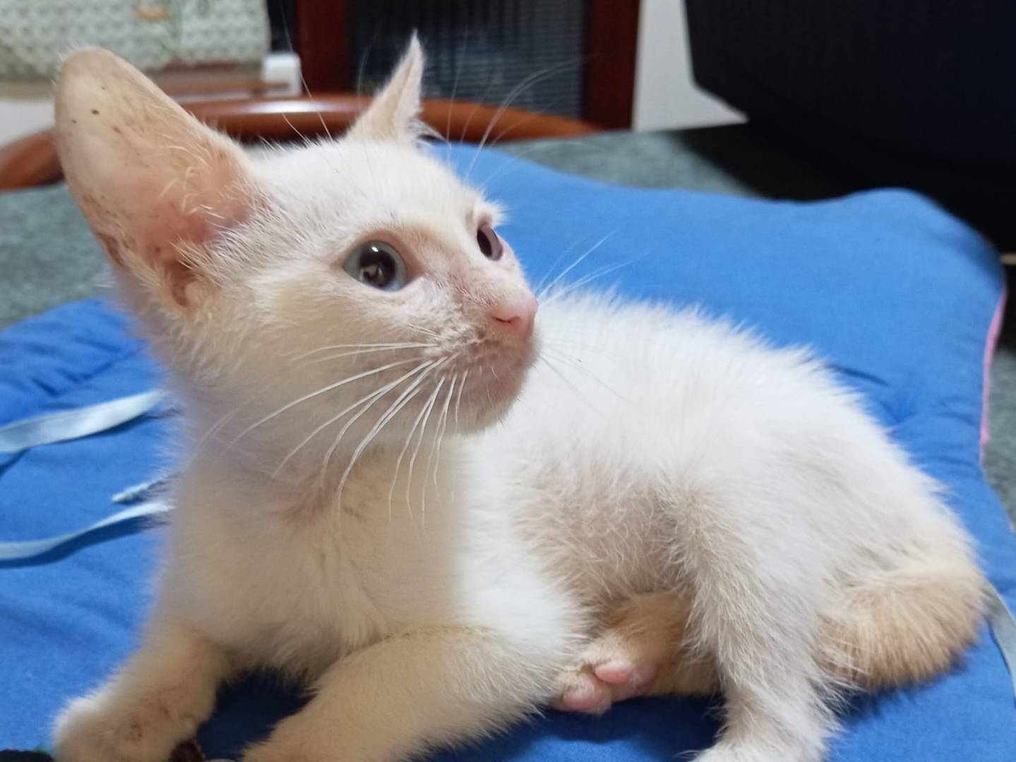 Adozione gatto, femmina, Razza sconosciuta Razza sconosciuta, 3 mesi, taglia non valida, Milano