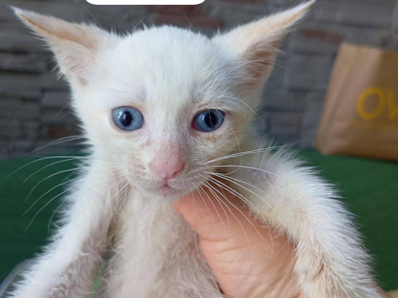 Adotta un gatto, femmina, 3 mesi, Milano