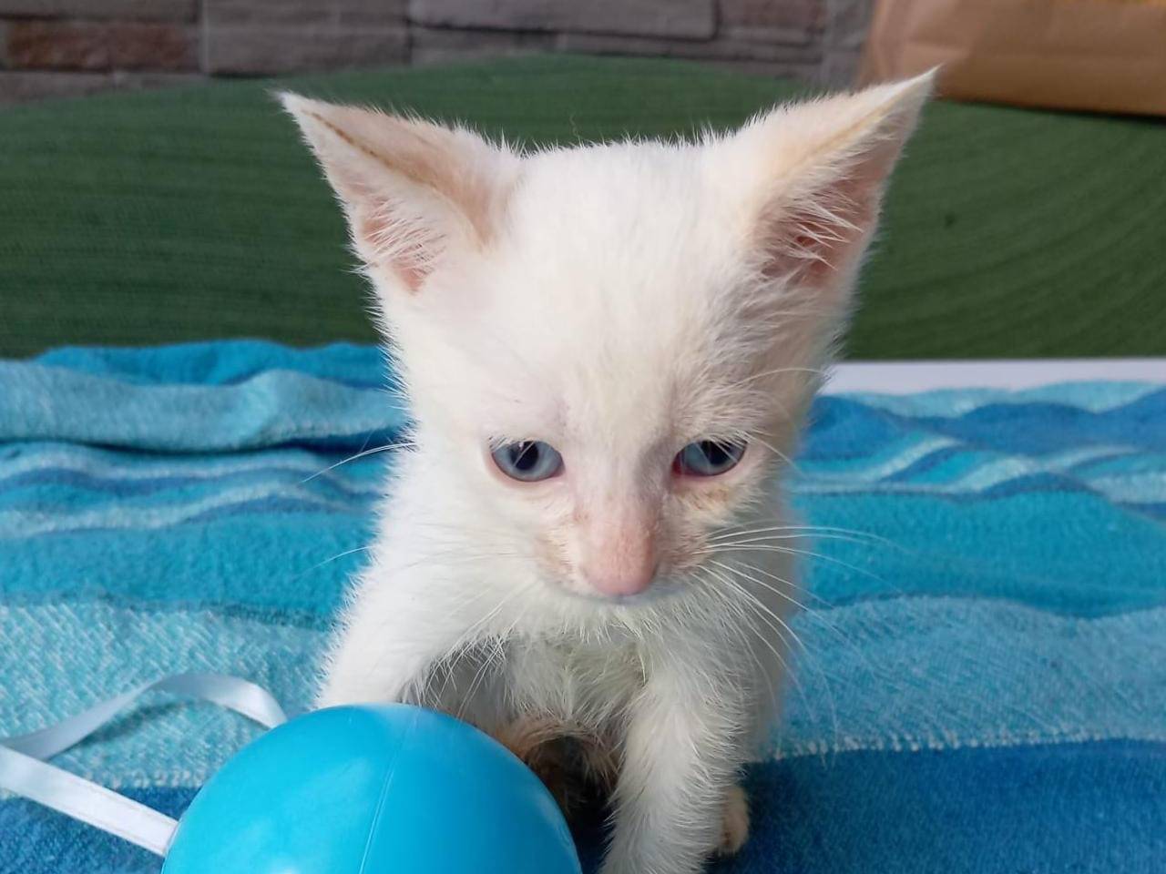 Adotta un gatto, taglia non valida, femmina, Milano