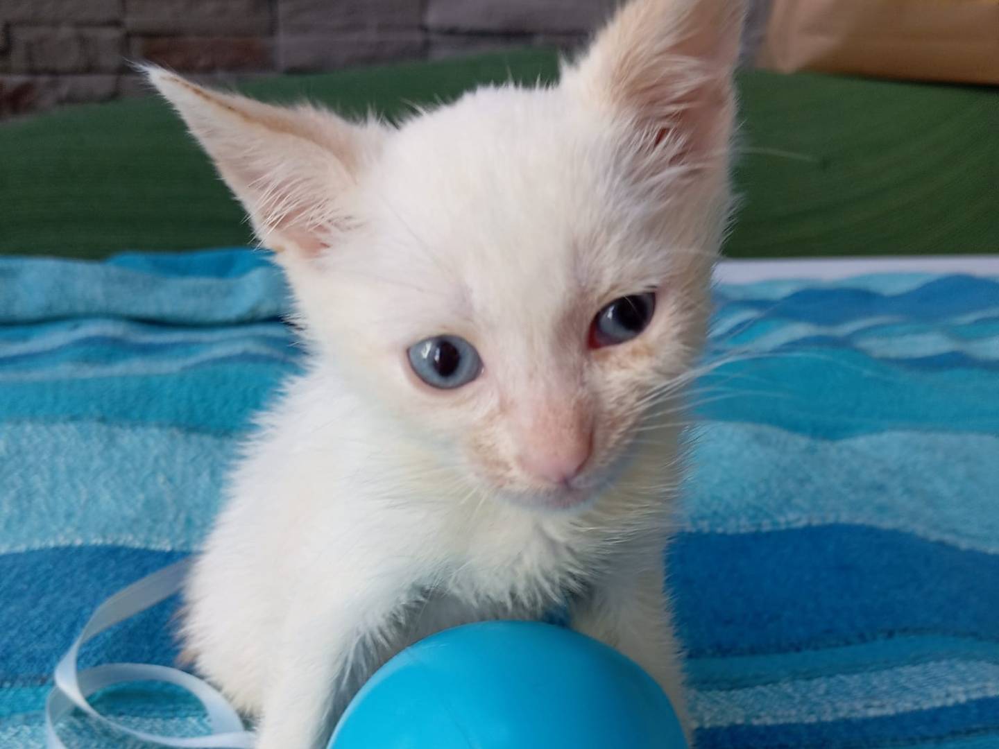 Vuoi adottare un gatto a Milano?