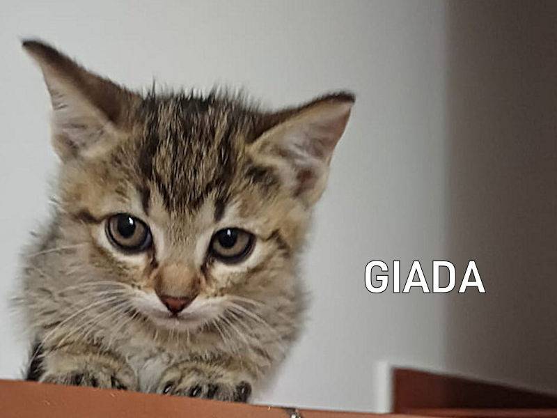 Adozione gatto, femmina, Razza sconosciuta Razza sconosciuta, 3 mesi, taglia non valida, Frosinone