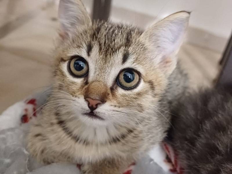 Adotta un gatto, taglia non valida, femmina, Frosinone