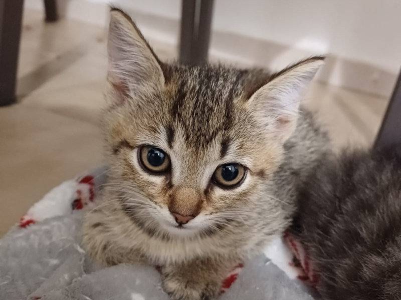 Vuoi adottare un gatto a Frosinone?