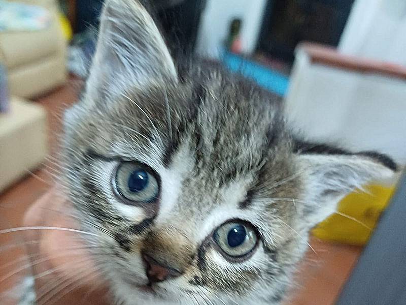 Adotta il gatto GIADA a Frosinone
