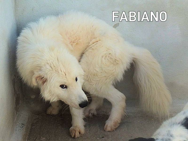 Adozione cane, maschio, Pastore maremmano Razza sconosciuta, 1 anno e 6 mesi, taglia grande, Frosinone