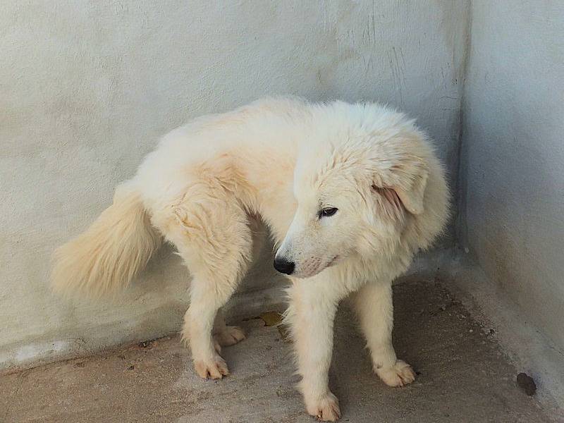 Adotta un cane, maschio, 1 anno e 6 mesi, Frosinone