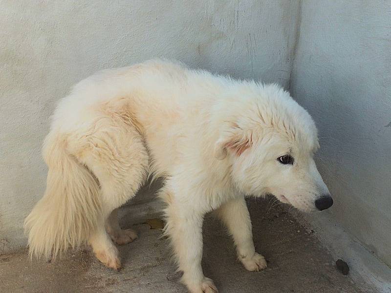 Adotta un cane, taglia grande, maschio, Frosinone