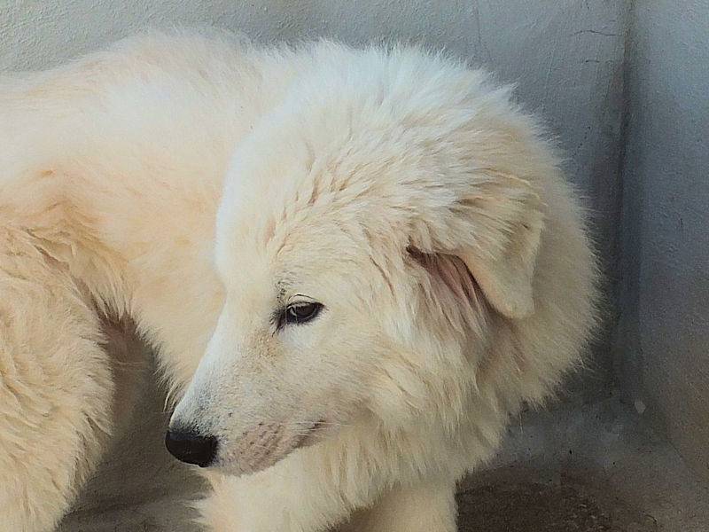 Vuoi adottare un cane a Frosinone?