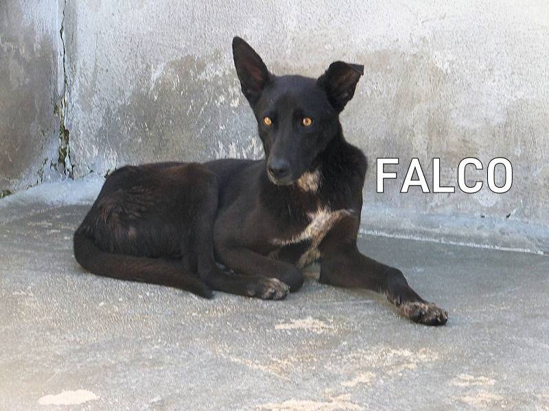 Adozione cane, maschio, Razza sconosciuta Razza sconosciuta, 5 anni e 7 mesi, taglia media, Frosinone