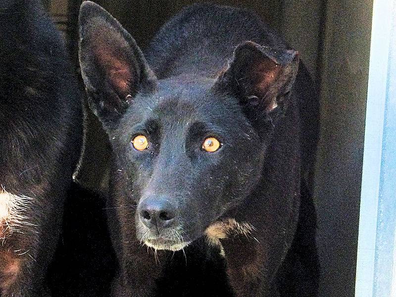 Adotta un cane, maschio, 5 anni e 7 mesi, Frosinone