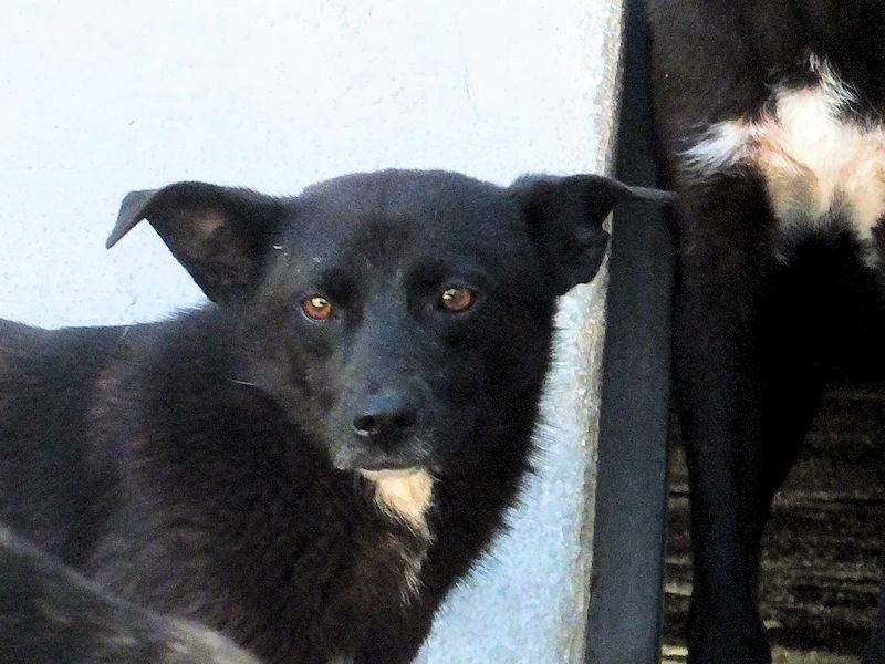 Adotta un cane, taglia media, maschio, Frosinone