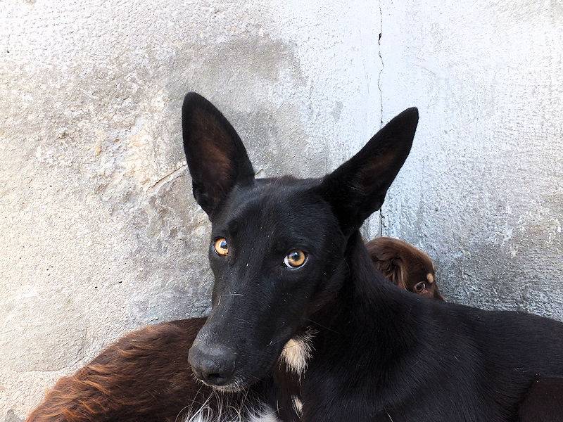 Vuoi adottare un cane a Frosinone?