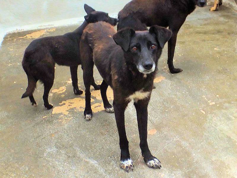 Adotta il cane FALCO a Frosinone