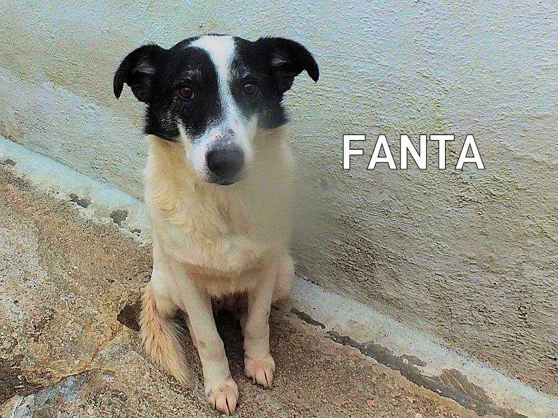 Adozione cane, femmina, Razza sconosciuta Razza sconosciuta, 4 anni e 1 mese, taglia media, Frosinone