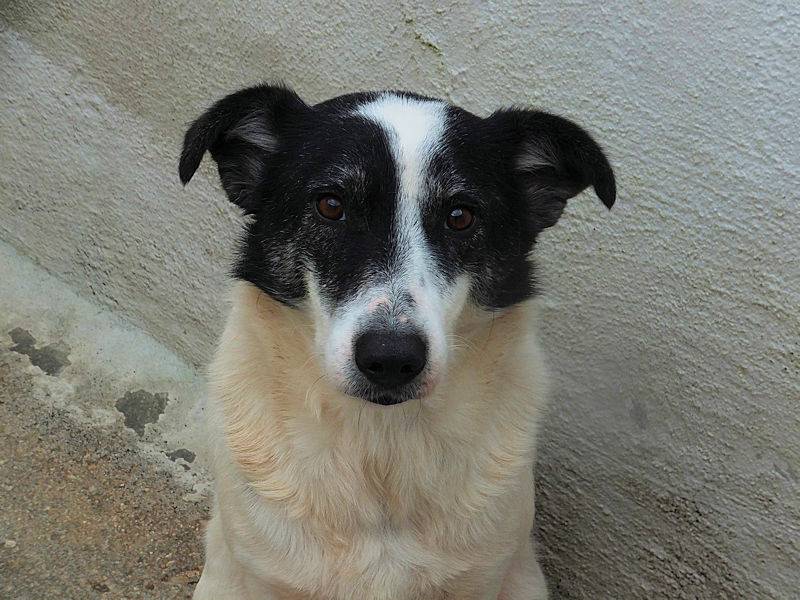 Adotta un cane, femmina, 4 anni e 1 mese, Frosinone