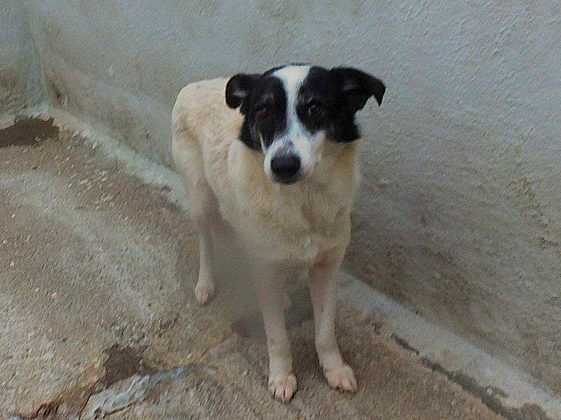 Vuoi adottare un cane a Frosinone?