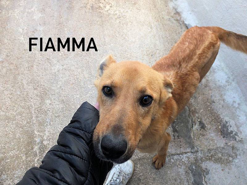 Adozione cane, femmina, Razza sconosciuta Razza sconosciuta, 2 anni e 1 mese, taglia media, Frosinone