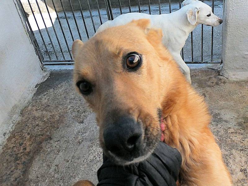 Adotta un cane, femmina, 2 anni e 1 mese, Frosinone