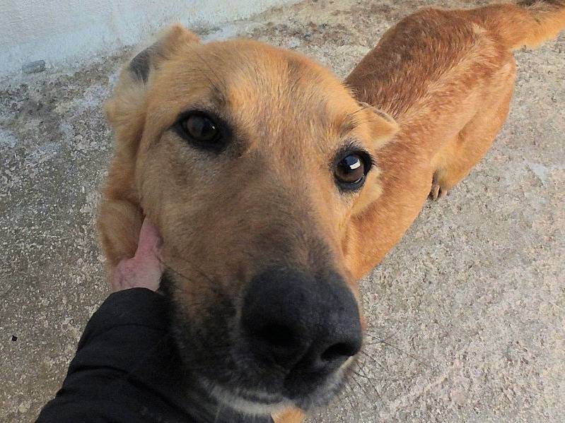 Adotta un cane, taglia media, femmina, Frosinone