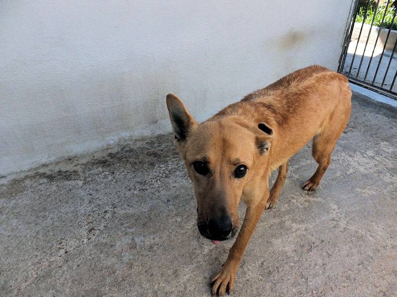 Vuoi adottare un cane a Frosinone?