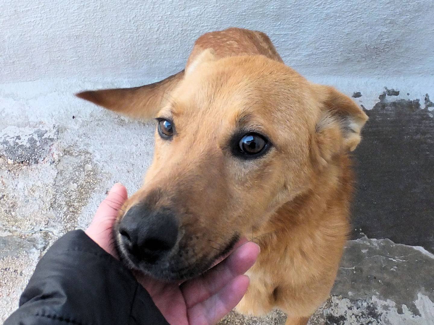 Adotta il cane FIAMMA a Frosinone