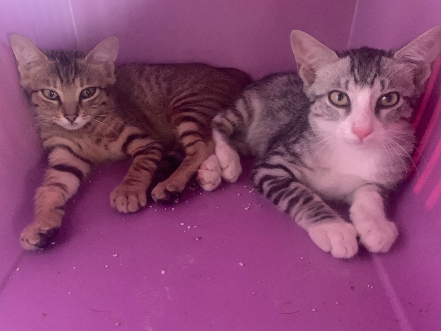 Vuoi adottare un gatto a Milano?