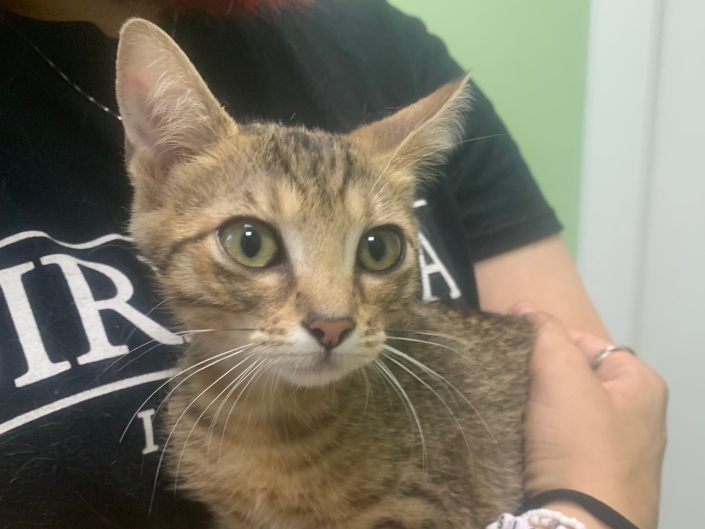 Adozione gatto, femmina, Razza sconosciuta Razza sconosciuta, 3 mesi, taglia non valida, Milano