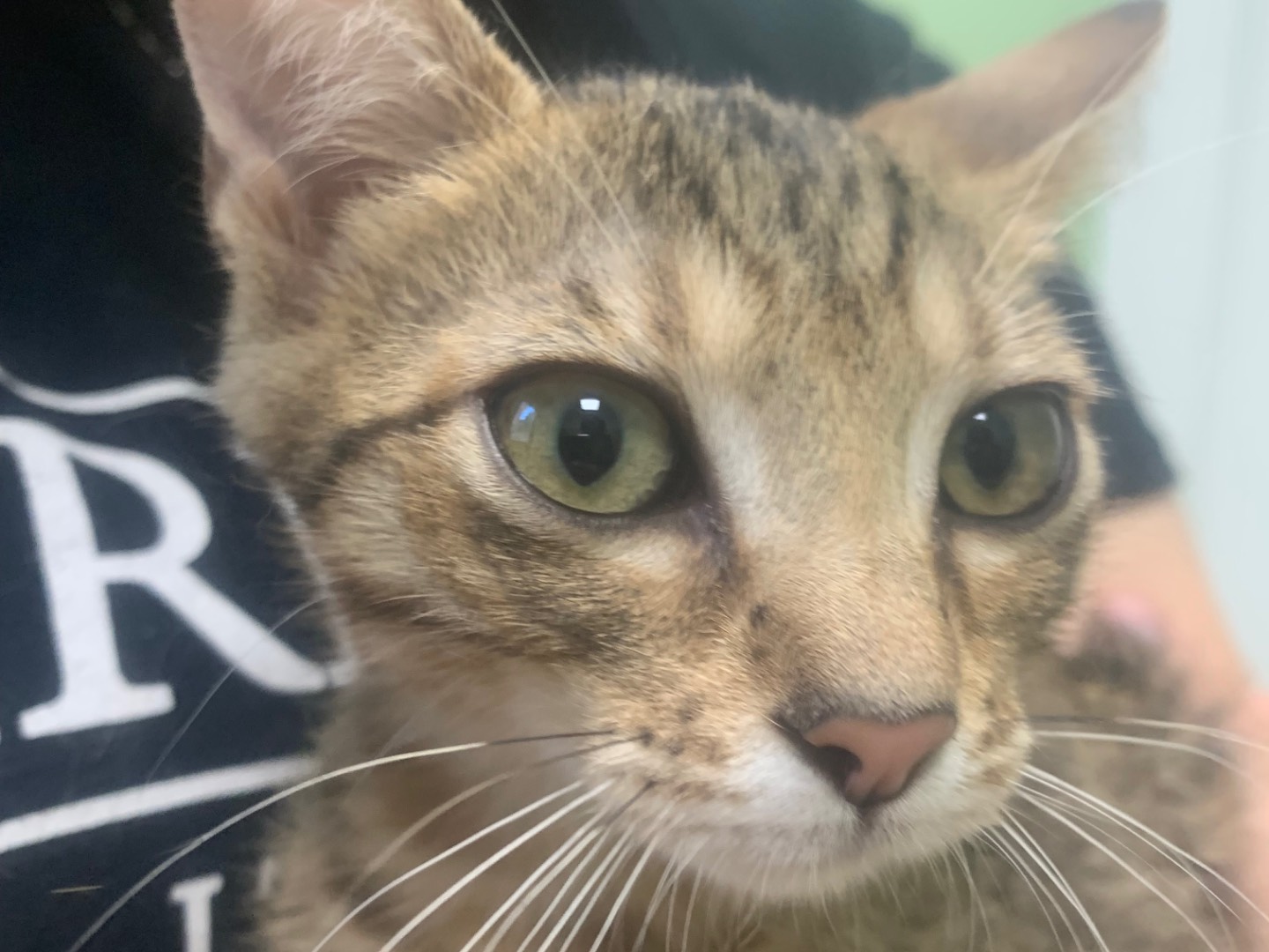 Adotta un gatto, femmina, 3 mesi, Milano