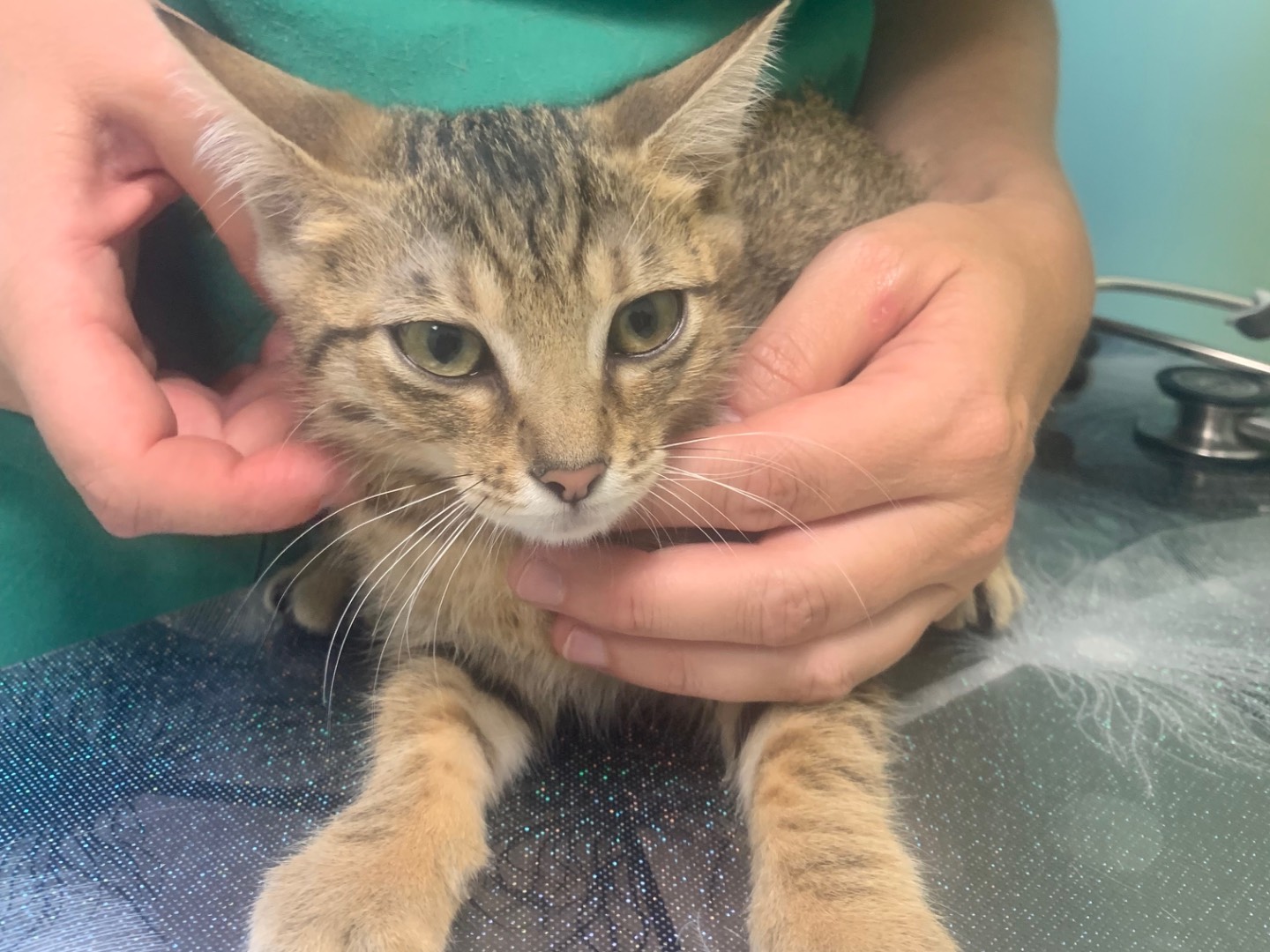 Adotta un gatto, taglia non valida, femmina, Milano