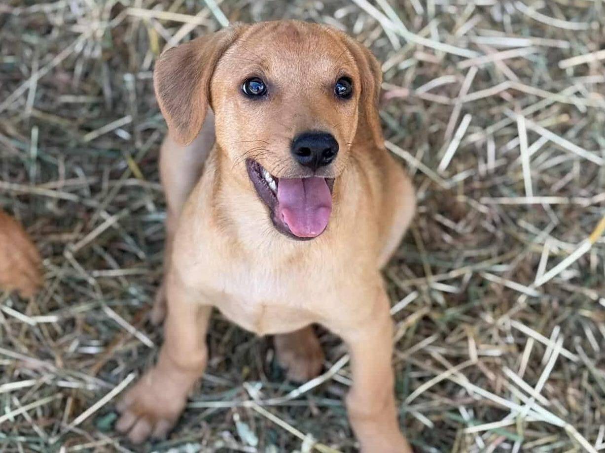Adozione cane, maschio, Razza sconosciuta Razza sconosciuta, 3 mesi, taglia media, Firenze