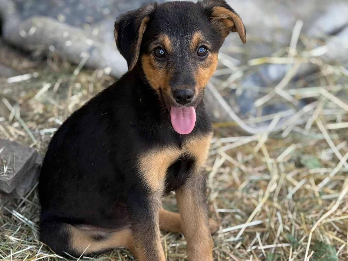 Adotta un cane, taglia media, maschio, Firenze