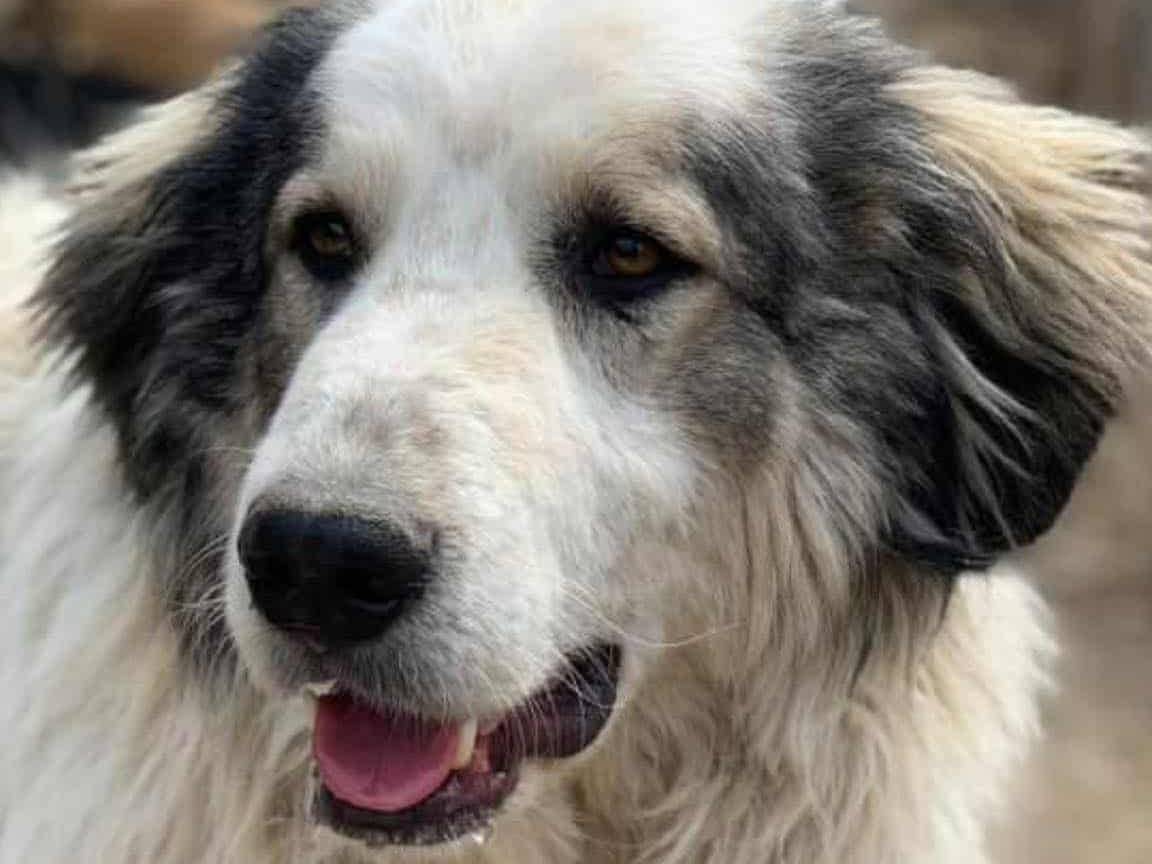 Adotta un cane, maschio, 5 anni e 11 mesi, Firenze