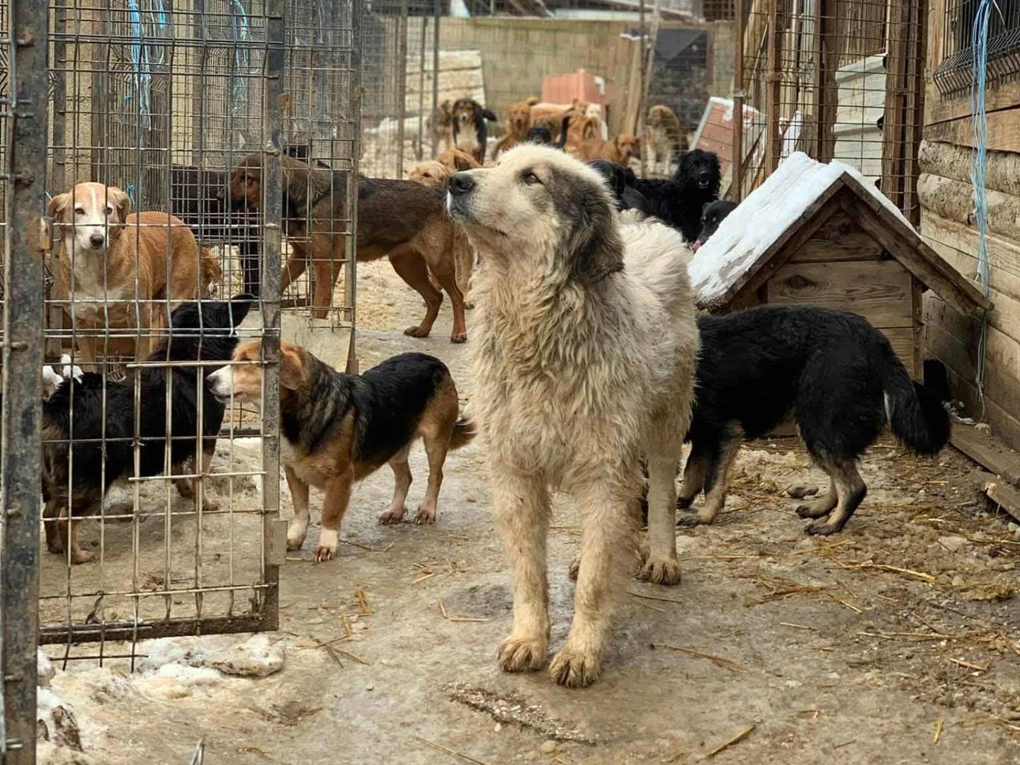Adotta un cane, taglia gigante, maschio, Firenze