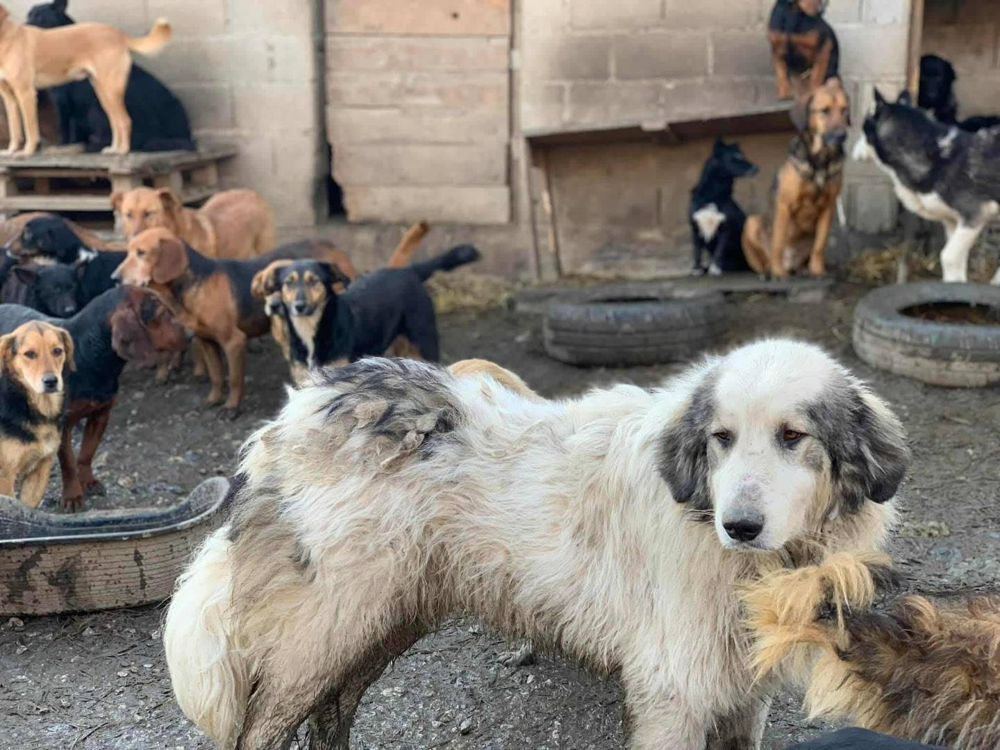 Vuoi adottare un cane a Firenze?
