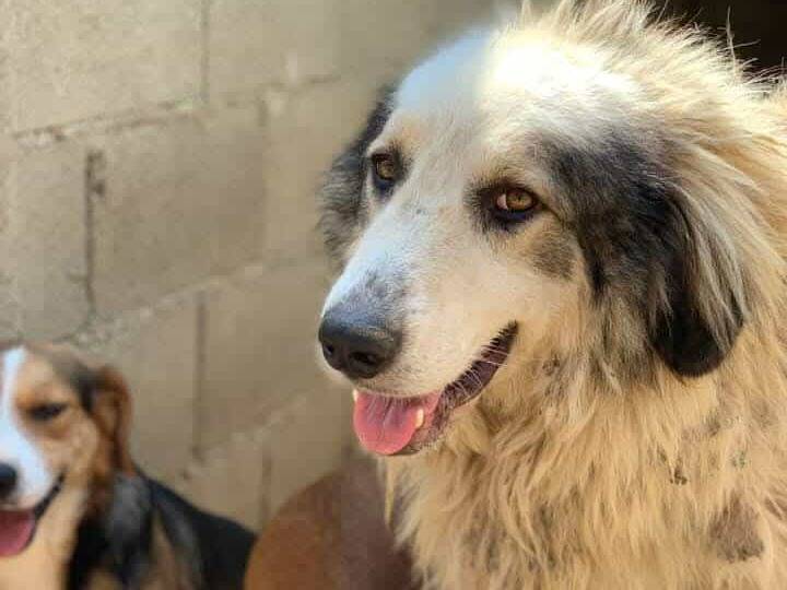 Adotta il cane GRISU a Firenze
