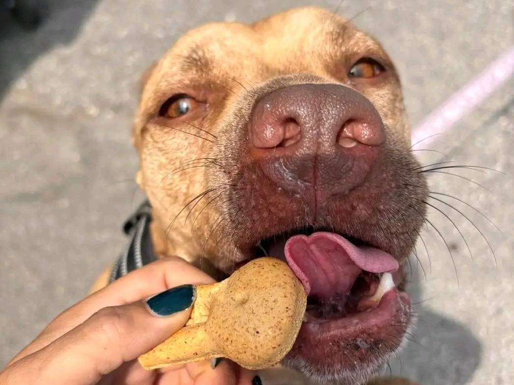 Vuoi adottare un cane a Cremona?