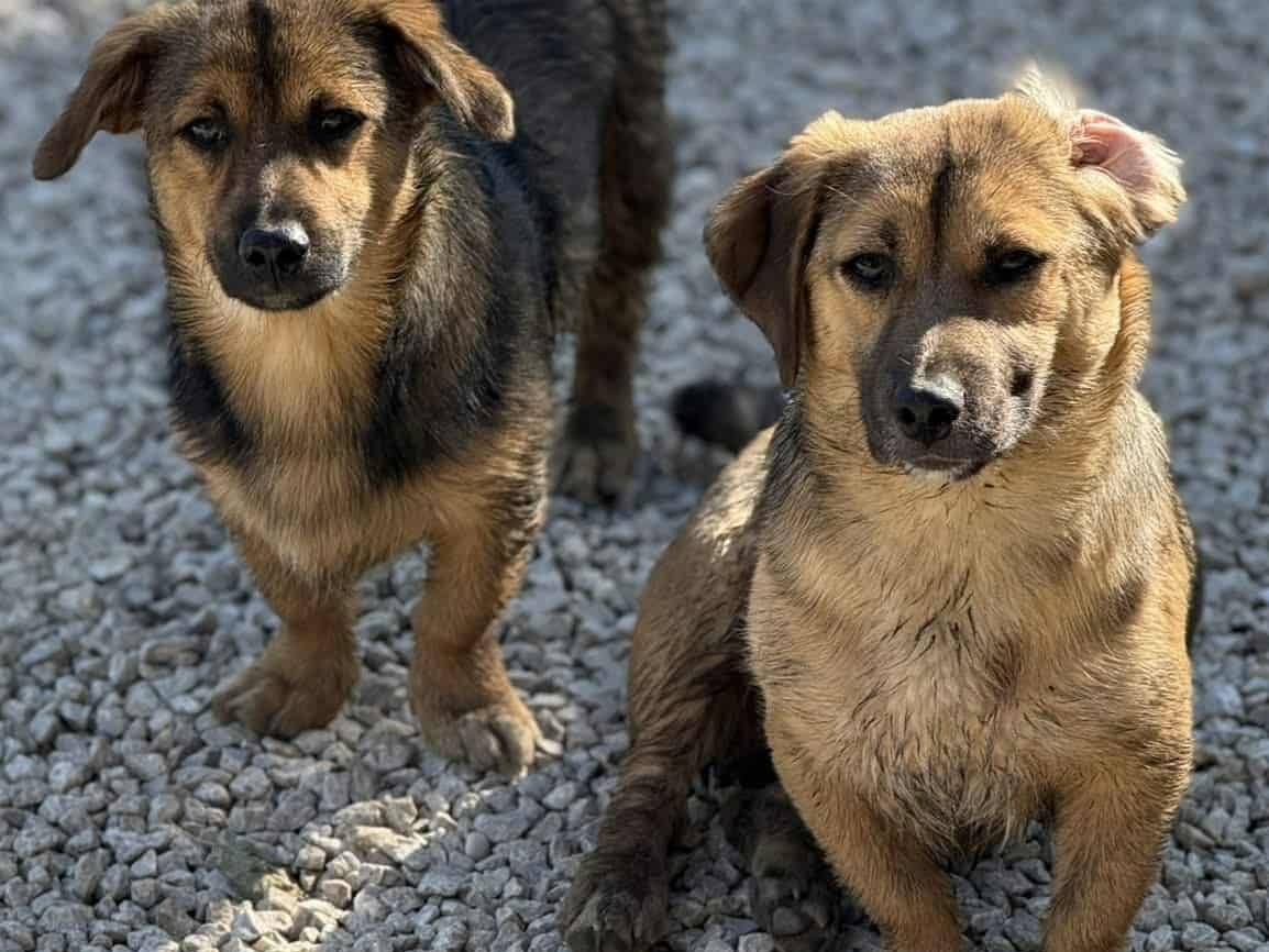Adozione cane, maschio, Razza sconosciuta Razza sconosciuta, 8 mesi, taglia piccola, Firenze