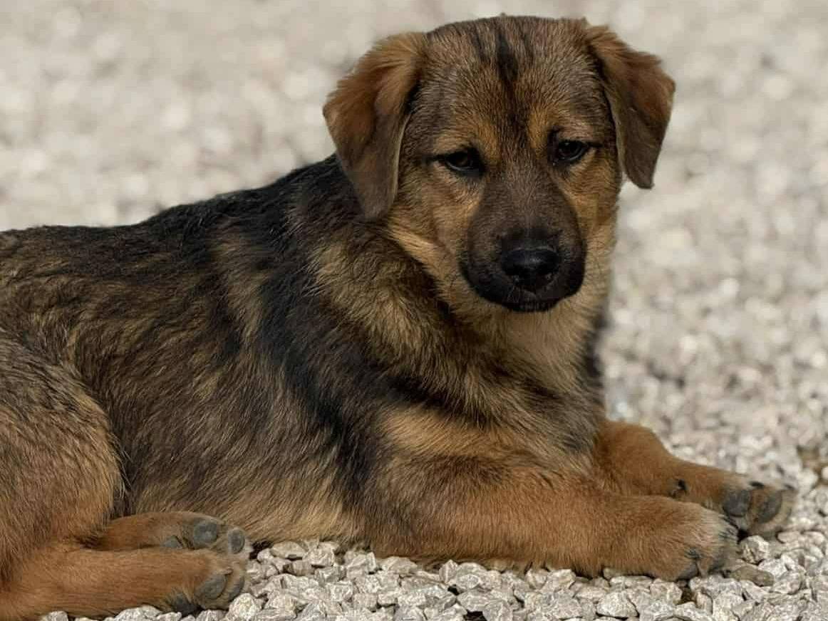 Adotta un cane, maschio, 8 mesi, Firenze